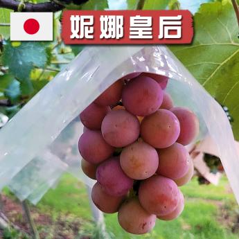 日本山梨妮娜皇后葡萄，甜度極高 的紅寶石葡萄