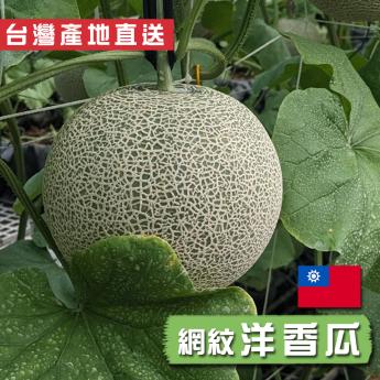 網紋洋香瓜｜台灣｜1顆/2顆精緻手提禮盒